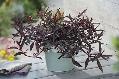 Cygames即将发布《小小诺娅：乐园继承者》的新公告